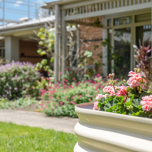 A close-up view of a garden with blooming pink geraniums in a white planter, set in front of a well-maintained yard with flowering plants and shrubs. A house with large windows and a covered patio is visible in the background under a bright, sunny sky.